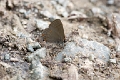 LYCAENIDAE_A, (Hairstreak)